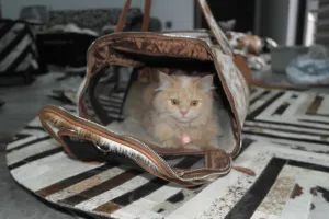 Premium Quality Cowhide Leather Pet Carrier Bag for Cats and Dogs